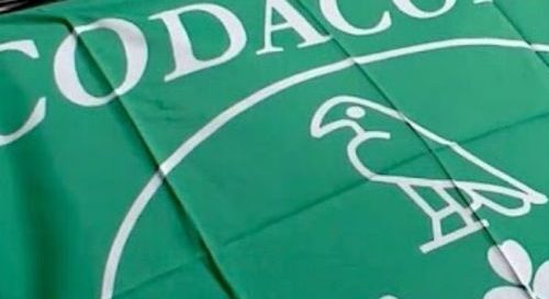 Salerno,  il Codacons denuncia “invasione di formiche nella scuola elementare”