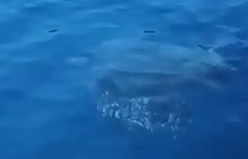 Cilento, nelle acque di Palinuro una delle tartarughe più grandi del mondo