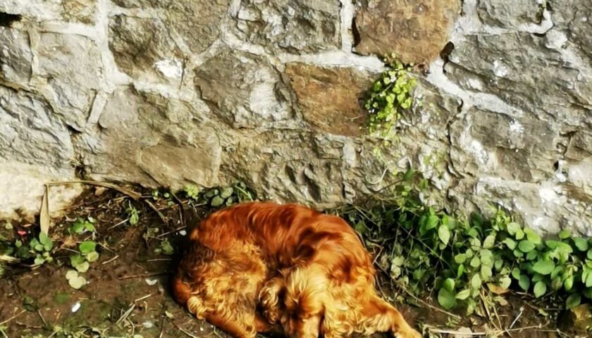 Finisce in un canale di scolo, cane salvato dai vigili del fuoco