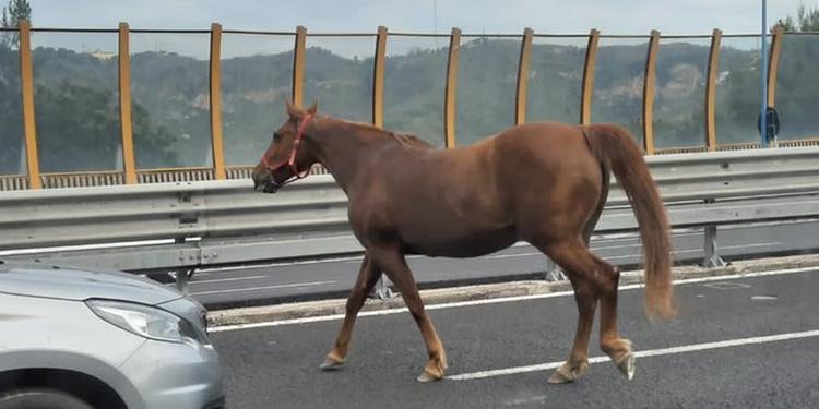 Cavallo sulla Tangenziale di Napoli, paura tra gli automobilisti