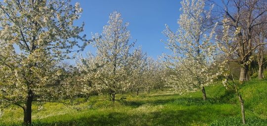 BRACIGLIANO, LA VALLE DEI CILIEGI