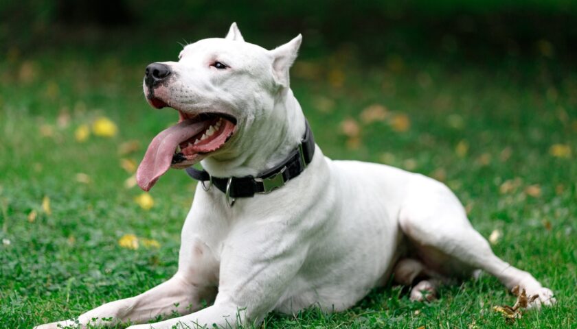 Salerno, Dogo argentino aggredisce cagnolino e padrona