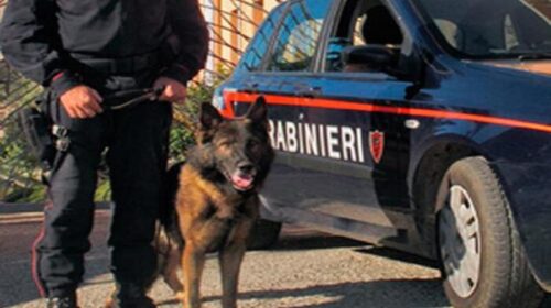 Unità cinofile di Sarno scoprono 40 Kg di droga nel garage