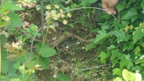 Campagna, trappole per cinghiali illegali: scatta il sequestro