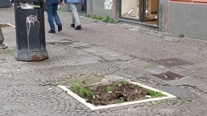 Salerno, Europa Verde: alberi, un patrimonio svilito