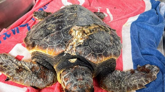 Recuperato a Casal Velino esemplare di tartaruga ferito