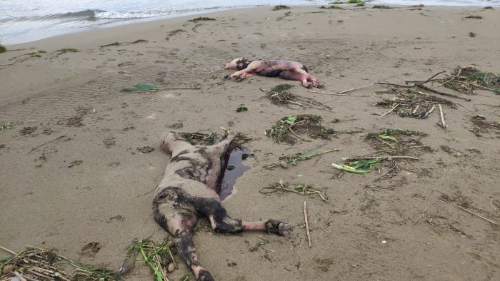 Carcasse di bufalini sulla spiaggia di Capaccio/Paestum