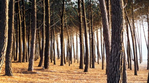 Eboli, 260 alberi malati e a rischio crollo nella pineta: il Comune dispone l’abbattimento