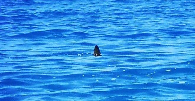 Salerno, squalo avvistato nelle acque del porto