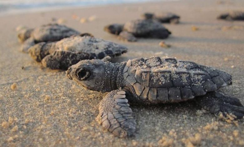 Ad Ascea nuovo nido di tartaruga caretta caretta tra sdraio e ombrelloni: schiusa tra 45 giorni