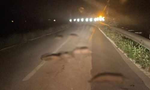 Si indaga sulla morte di sei cuccioli di cinghiale in strada nel Vallo di Diano