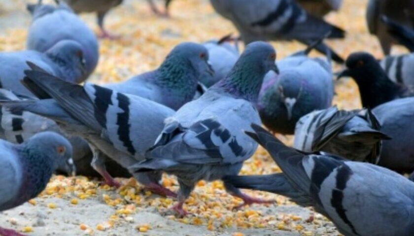 Salerno, multe fino a 500 euro a chi dà da mangiare ai piccioni in strada