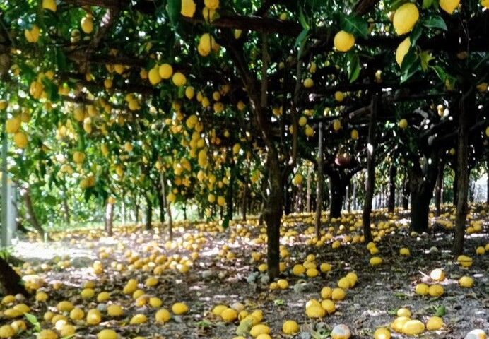 CALDO TORRIDO, DANNI AI LIMONETI