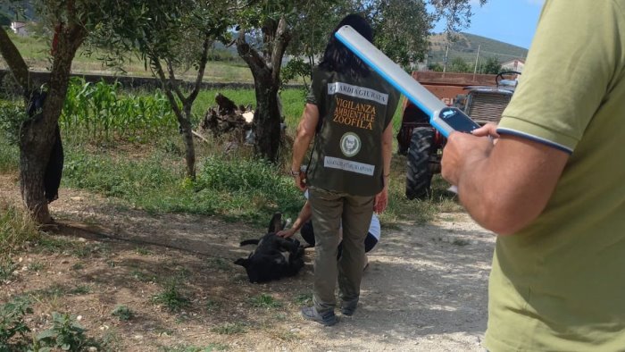 Controlli delle guardie zoofile sulle condizioni dei cani