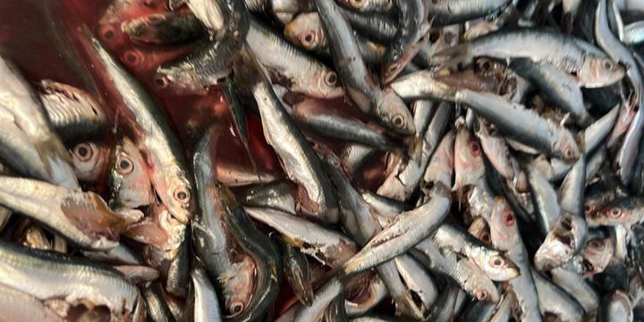 Migliaia di pesci morti sul litorale di Battipaglia, cittadini allarmati