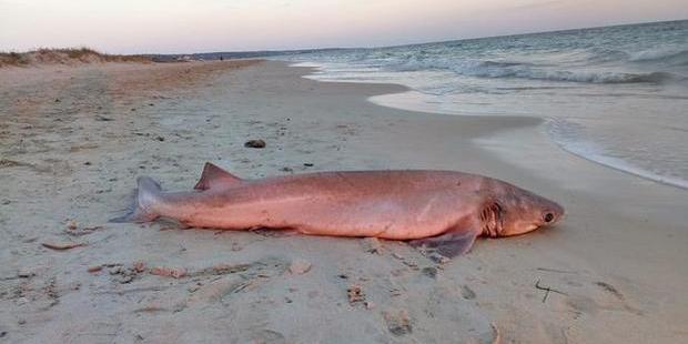 Sapri, squalo vacca si spiaggia nei pressi del lungomare cittadino