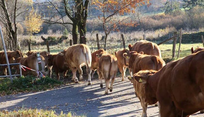 Baronissi, bovini vaganti: il sindaco annuncia interventi