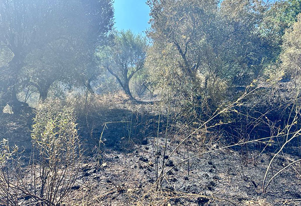 INCENDI BOSCHIVI, IL PIANO REGIONALE TRIENNALE PER LA PREVISIONE, LA PREVENZIONE E IL CONTRASTO