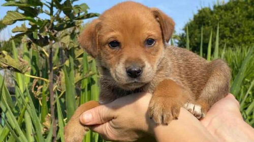 Lega del Cane e Associazione Dog Park domenica 1 ottobre a Salerno