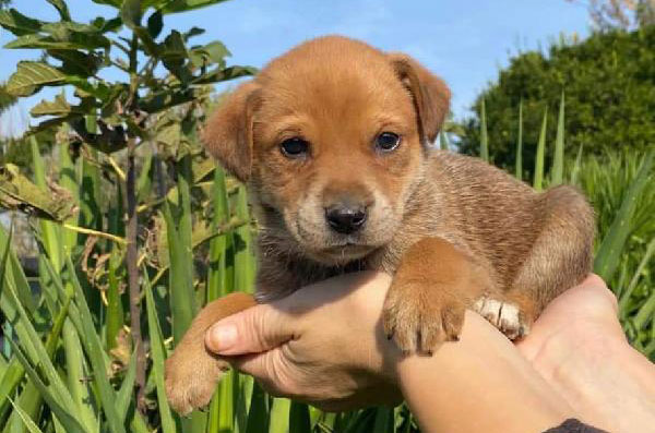 Lega del Cane e Associazione Dog Park domenica 1 ottobre a Salerno