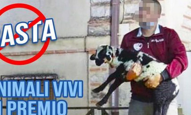 Lotteria della festa con animali in palio a Padula, diffida a Comune e Diocesi: la riffa va annullata