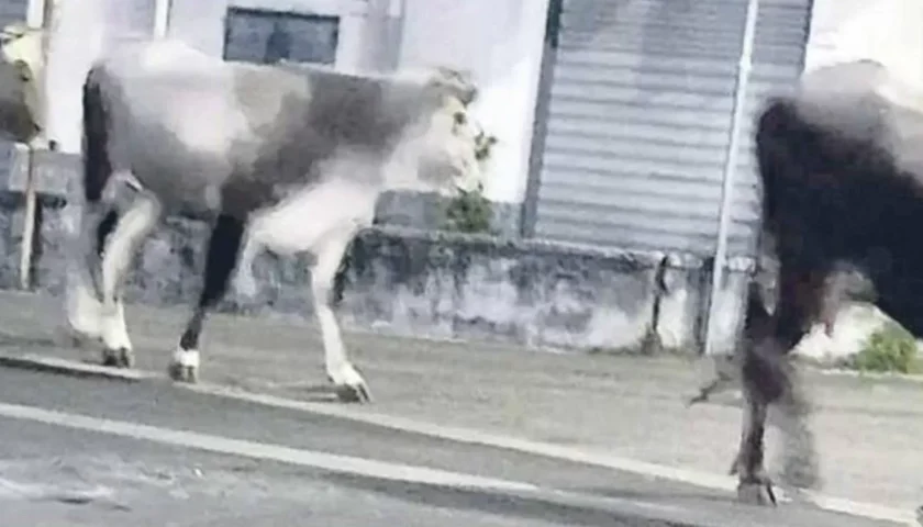 Cava de’ Tirreni, un’auto fuori strada per evitare una mucca