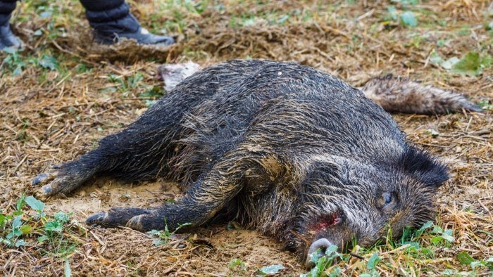 Peste suina, controlli nel Salernitano: abbattuti 16 animali