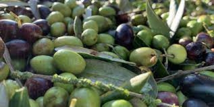 Coldiretti: campagna olivicola complicata, poca produzione e prezzi in salita