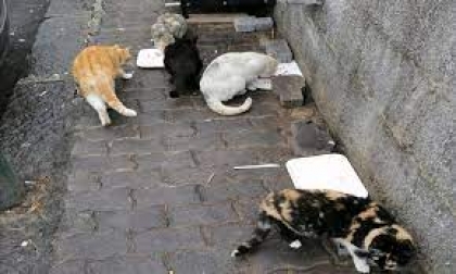 Randagismo felino, a San Marzano sul Sarno possibile sterilizzare i gatti presso l’Asl veterinaria