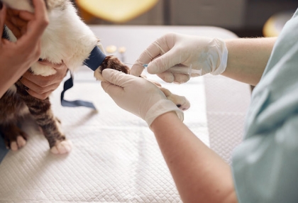 Richiesta delle associazioni animaliste: un laboratorio veterinario nell’Agro nocerino sarnese