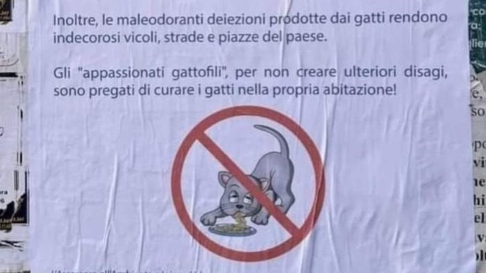 “No cibo a gatti randagi”, il sindaco fa chiarezza sul manifesto a Cetara