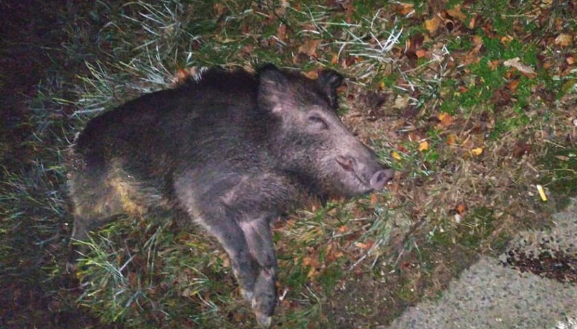 Casal Velino, lupo attacca cinghiale e lo uccide