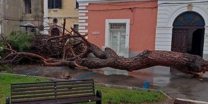 Tromba d’aria nel Cilento: albero abbattuto e danni ad una impalcatura