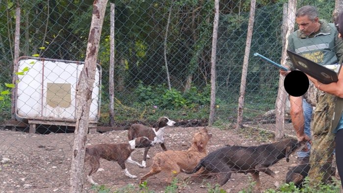 Alto e Basso Sele, operazione a tutela dei cani