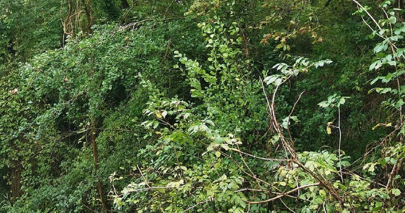 Taglio del bosco “Chianca” ad Altavilla, il Wwf scrive al sindaco
