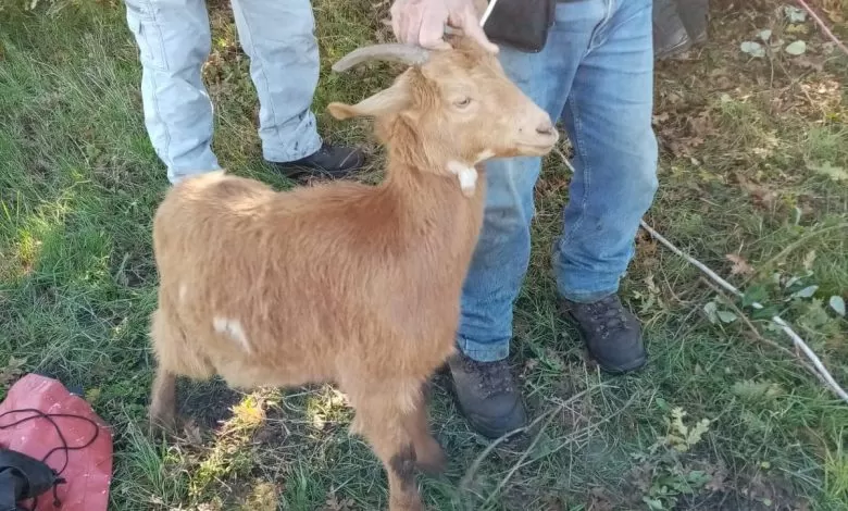 Capretta cade in un pozzo a Polla, salvata da polizia locale e vigli del fuoco