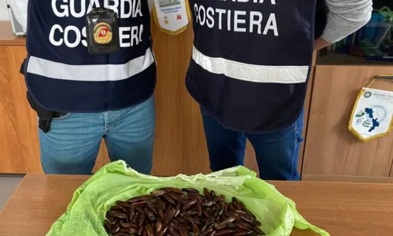 La Guardia costiera di Salerno sequestra di datteri di mare