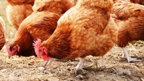 Galline avvelenate nei pressi del centro commerciale Le Bolle ad Eboli