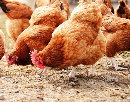 Galline avvelenate nei pressi del centro commerciale Le Bolle ad Eboli