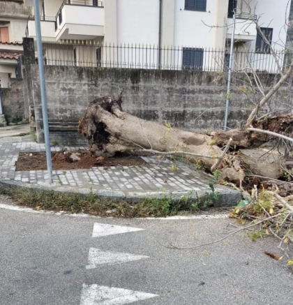 Paura a Siano per la caduta di un albero di alto fusto