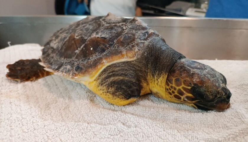 Agropoli ed Ischia, due tartarughe in difficoltà segnalate da diportisti, recuperate e trasportate al Dohrn.