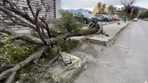 Il vento a Salerno fa cadere cappotto termico di una palazzina e abbatte un grosso albero