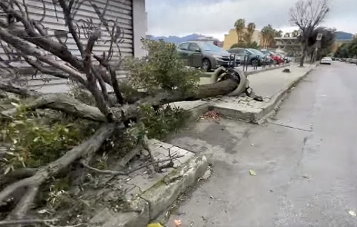 Il vento a Salerno fa cadere cappotto termico di una palazzina e abbatte un grosso albero