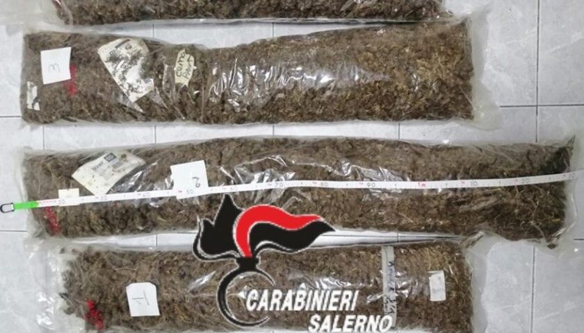 Scoperti con centinaia di chili di marijuana, arrestati due salernitani