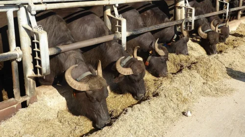 Brucellosi bufalina, altri 2,4 milioni di indennizzi e rafforzamento delle misure di prevenzione