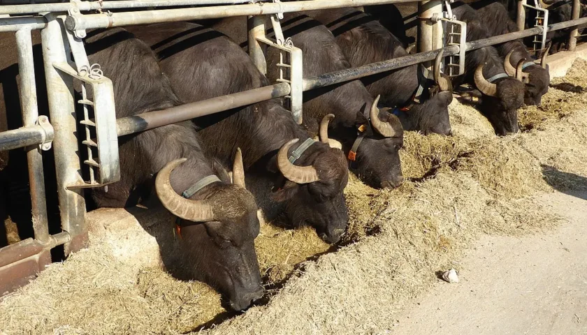 BRUCELLOSI BUFALINA, IN REGIONE IL PUNTO SULLE AZIONI DI CONTRASTO