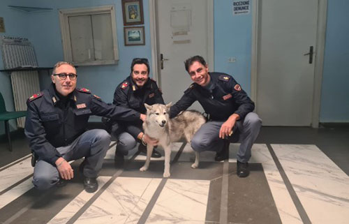 Cane Husky si allontana e si rifugia a bordo di un furgone della polizia