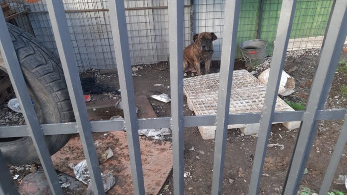 Rinchiuso in un recinto, a Bellizzi cane salvato dal degrado