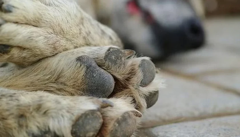 A Battipaglia si indaga per due cani morti avvelenati in via Domodossola