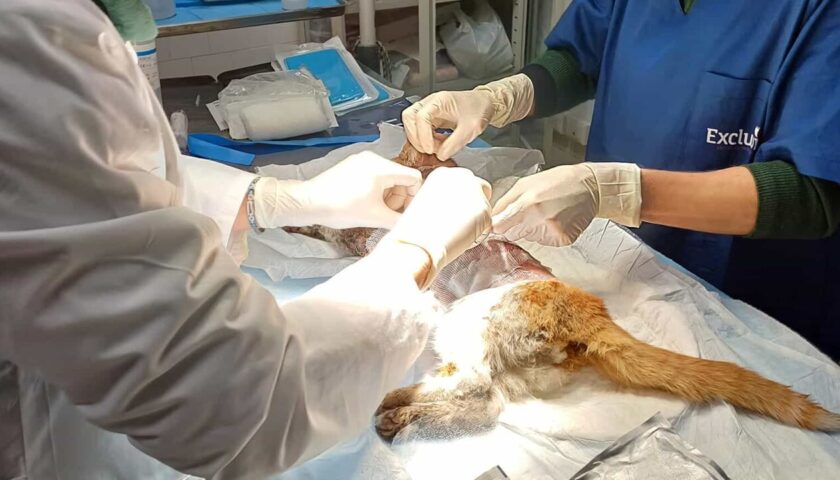 Gatto scuoiato vivo ad Angri, indignazione e una taglia per scoprire i colpevoli